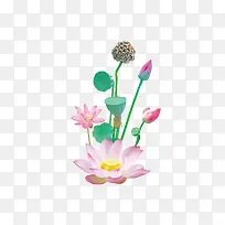 卡通荷花