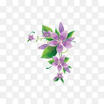 紫色的五瓣花