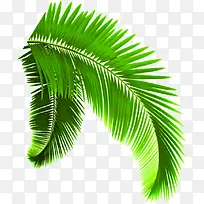 椰树树叶素材绿叶