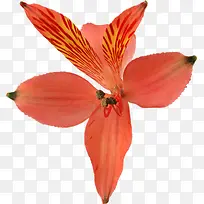 红色的蝴蝶花
