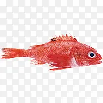 海洋中的红鱼