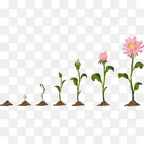 菊花的生长过程