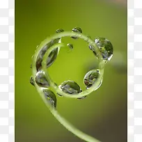 水珠绿色藤蔓嫩芽