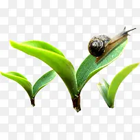 绿色植物叶子蜗牛素材
