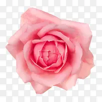 粉红色有观赏性盛开的一朵大花实