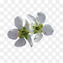 两朵白色梨花花瓣图片素材