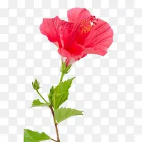 红色木槿