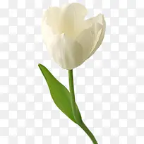 花朵图案