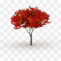 长条盛开红色叶子树木