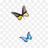 两只飞行的蝴蝶