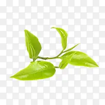春茶免费素材