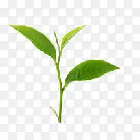 春茶高清素材