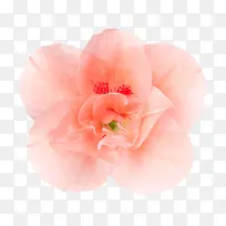 粉红色植物轻盈茂盛的一朵大花实