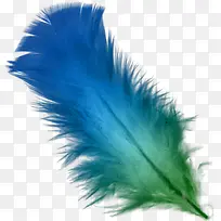 蓝紫色的羽毛