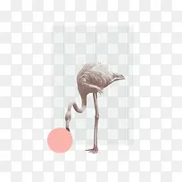 火烈鸟插画