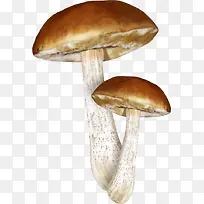棕色蘑菇