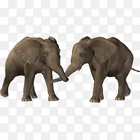 两只可爱小象打架