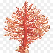 手绘风美丽红色珊瑚