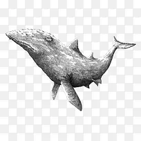 黑白素描鲸鱼插画