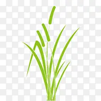绿色春季芦苇植物