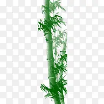 粗壮葱郁竹子