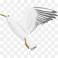 白鸽飞翔动物手绘矢量