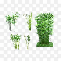 竹子图片素材竹子剪影  绿色竹子