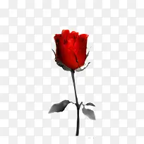 一枝红色的的玫瑰花
