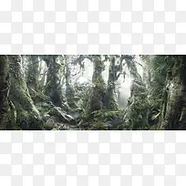 原始森林背景