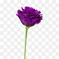 紫色有观赏性盛开的一朵大花实物