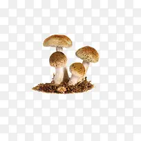 四朵蘑菇