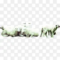 抱在一起休息的白色绵羊