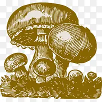 野生天然蘑菇