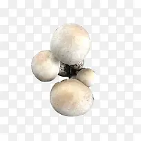 新鲜蘑菇香菇食材菌类