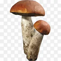 蘑菇食材