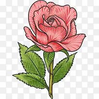 矢量图手绘带刺的玫瑰