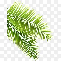 夏日元素芭蕉叶