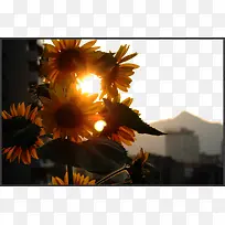 向日葵花