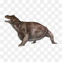 肥胖的角头兽灭绝生物实物