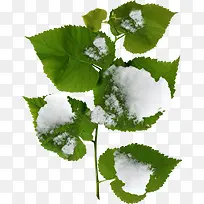 实拍棉花球绿叶植物