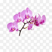 豌豆花