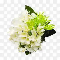 白色植物捧花