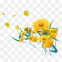 黄色旱金莲