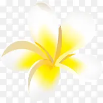 白色简约鸡蛋花设计