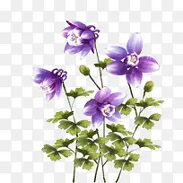 紫色花朵