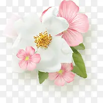 娇艳白色粉色花朵