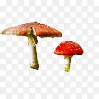 高清摄影颜色鲜艳的蘑菇