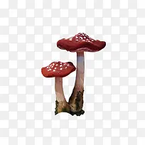 有毒的蘑菇