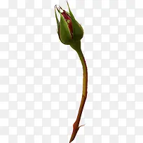 玫瑰花花蕾