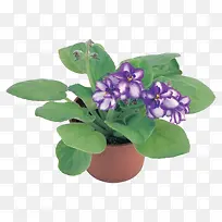 紫罗兰花盆